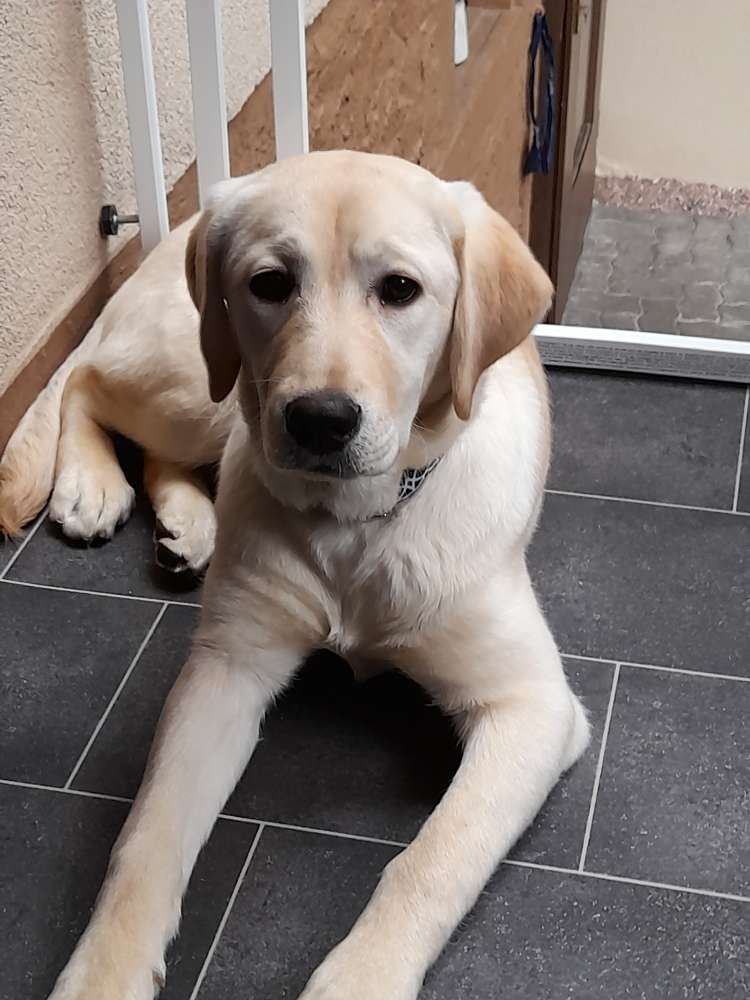 Hundetreffen-Junghund sucht Spielgefährten-Profilbild