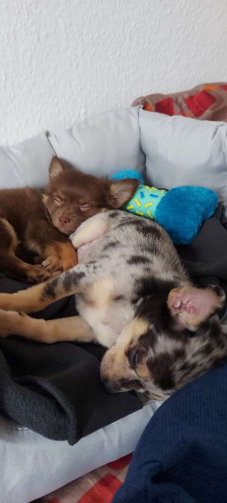 Hundetreffen-Welpen suchen Freunde in Glauchau-Profilbild