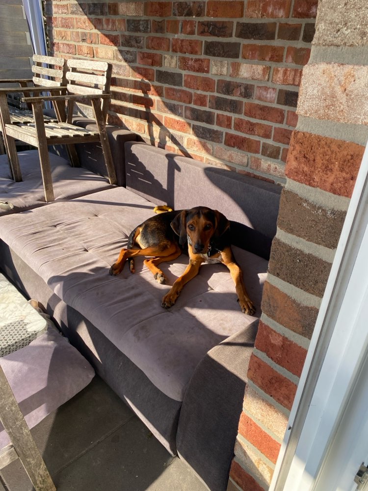 Hundetreffen-Gassi gehen oder einfach Toben :)-Profilbild