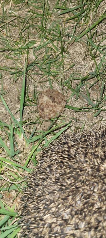 Giftköder-Giftköder-Profilbild