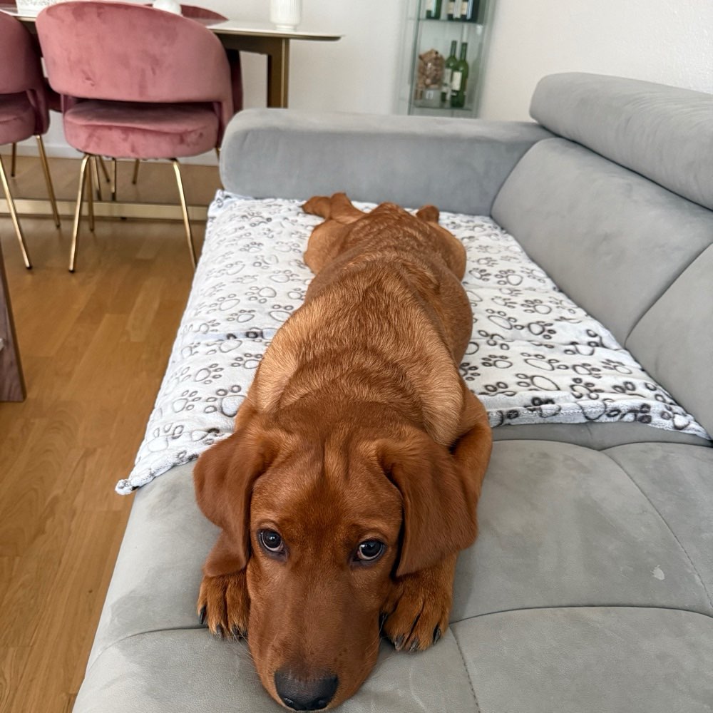 Hundetreffen-Spaziergänge in Belp oder Bern-Profilbild