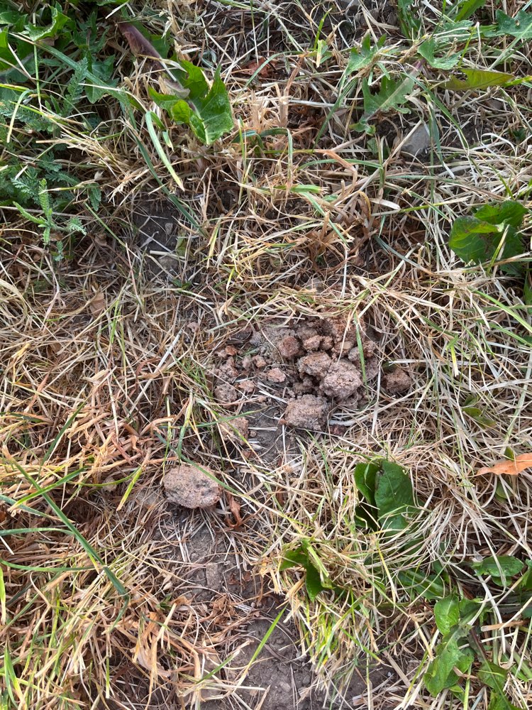 Giftköder-Potentieller Giftköder-Profilbild