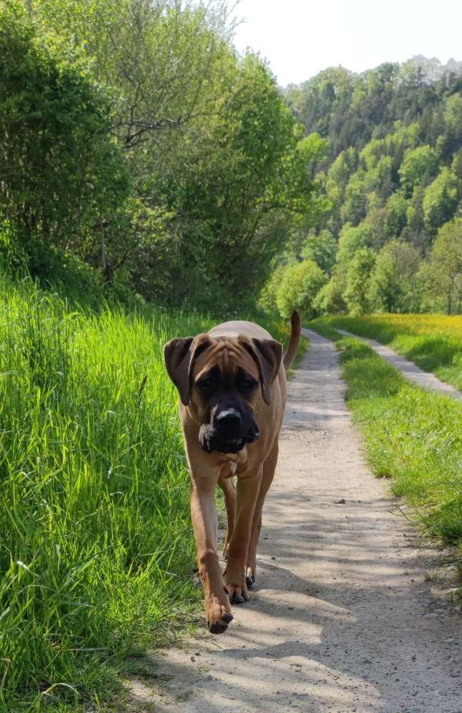 Hundetreffen-Molossertreffen-Profilbild