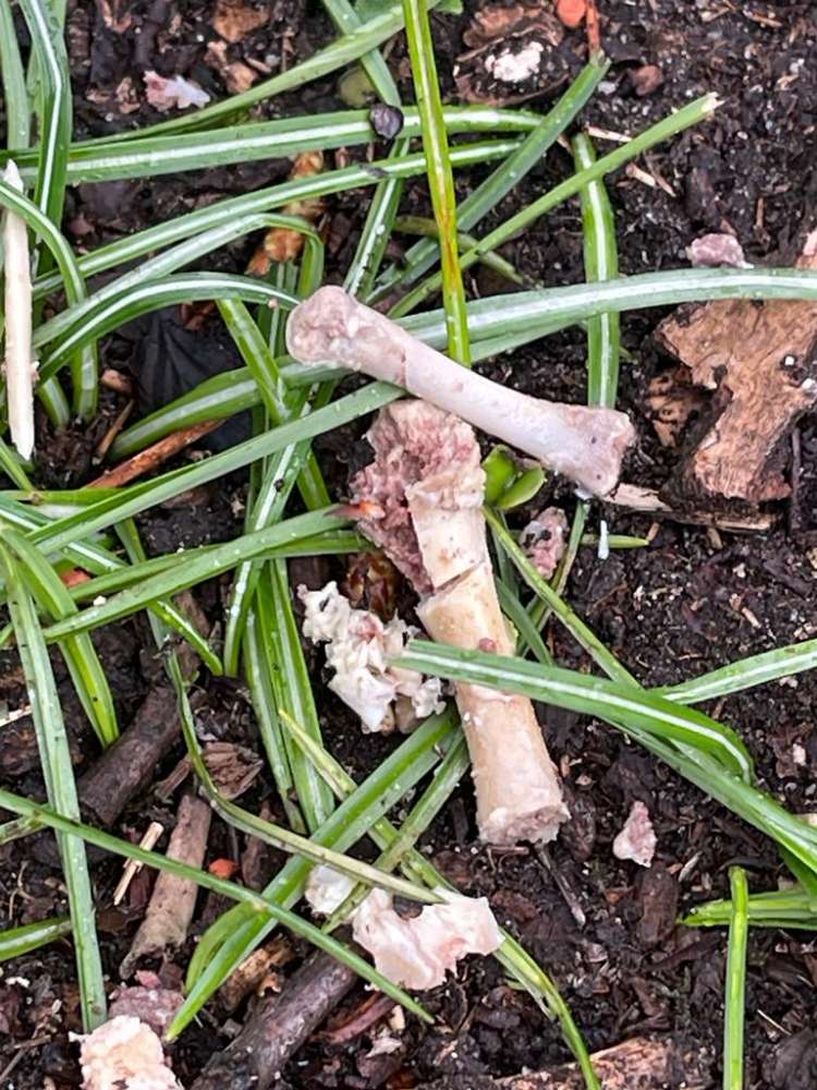 Giftköder-Knochen und Knochreste am Grünstreifen.-Profilbild