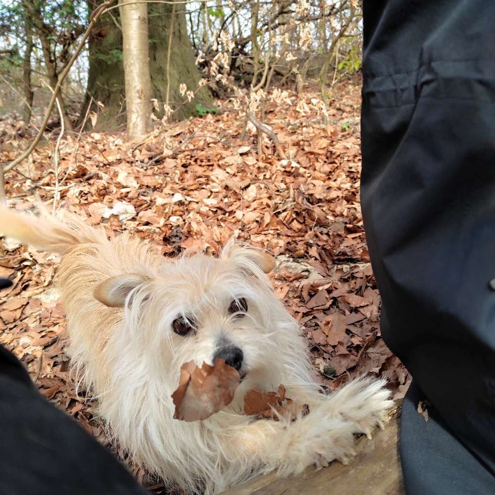 Hundetreffen-Hundetreff mit Kocos in Hildi-Profilbild