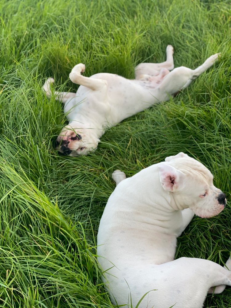 Hundetreffen-Boxerbro Spaß-Profilbild