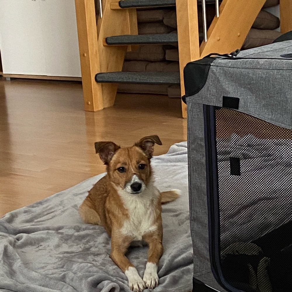 Hundetreffen-Sympathisch Hunde gesucht für einen Spaziergang oder Spielen-Profilbild