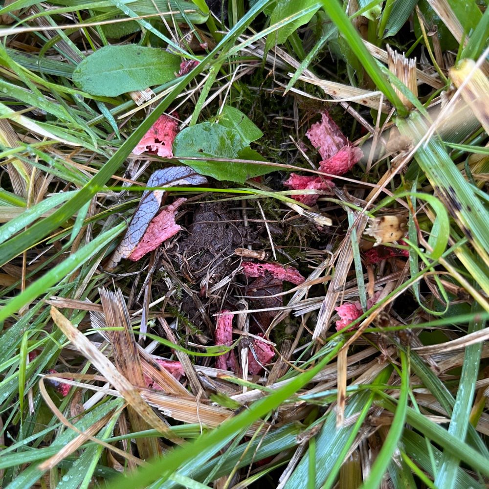 Giftköder-Verdorbene Innereien o.Ä. Am Wegrand-Profilbild