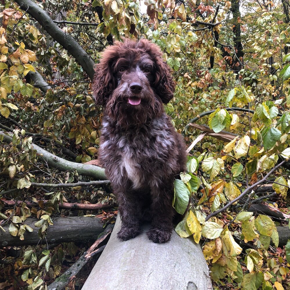 Hundetreffen-Tempelhofer Feld und Umgebung-Profilbild