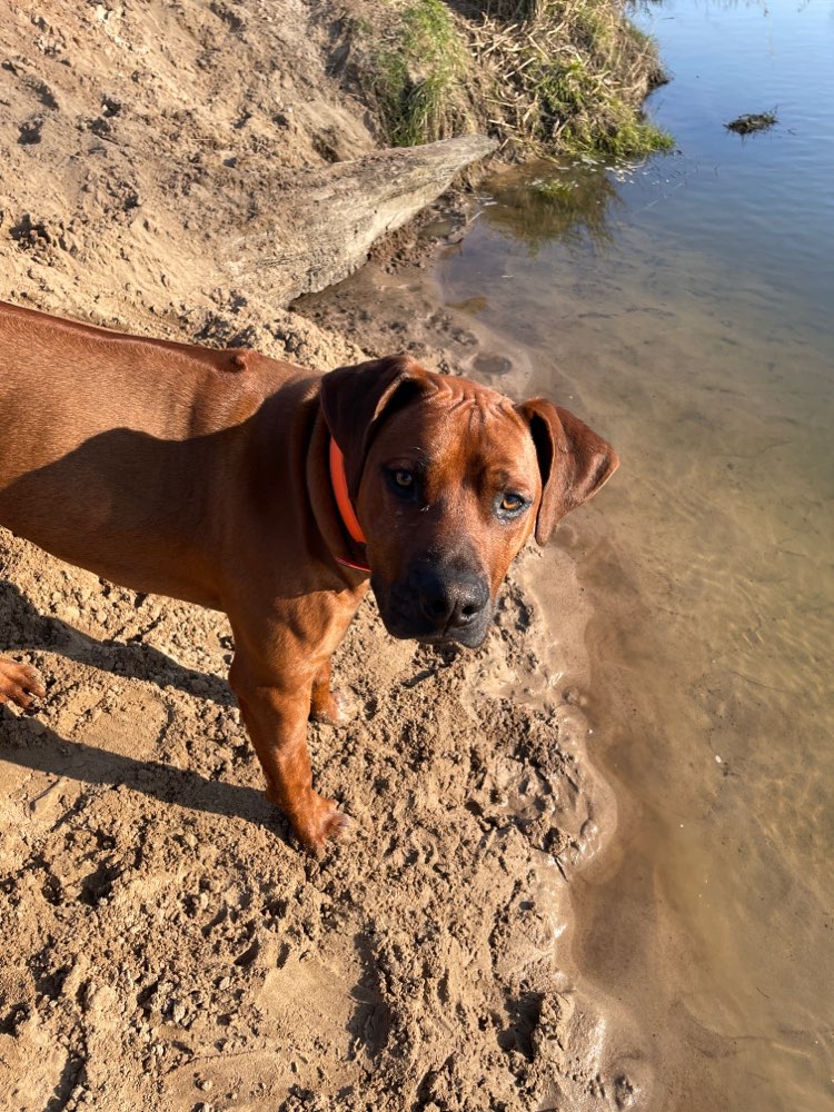 Hundetreffen-Spielgefährte gesucht 🐶-Profilbild
