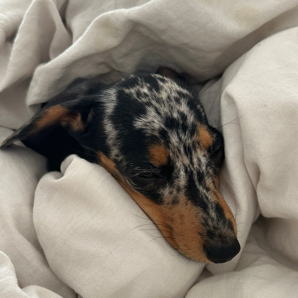 Hundetreffen-Spaziergang/ Social Walk-Profilbild