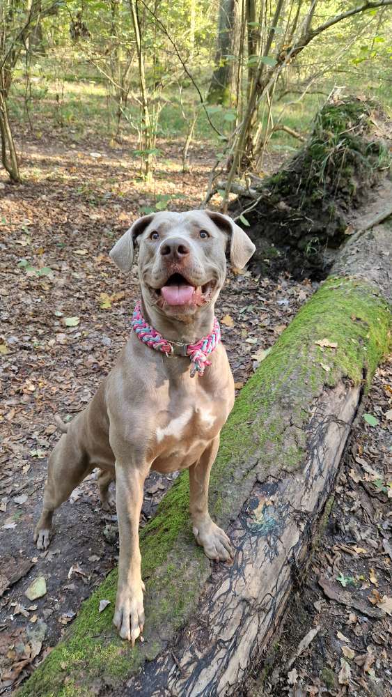 Hundetreffen-Aktive/sportliche Spielkameraden gesucht-Profilbild