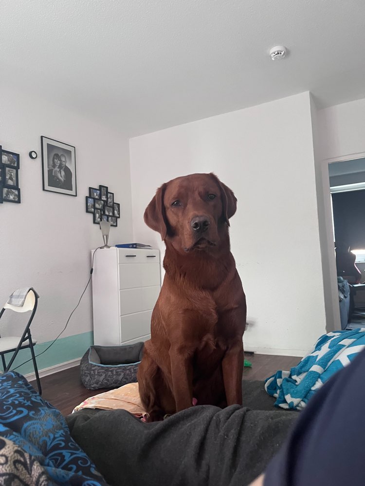 Hundetreffen-Spielkameraden gesucht-Profilbild