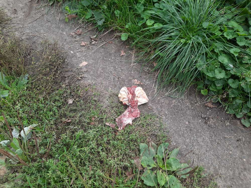 Giftköder-Großes Stück Fleisch-Profilbild