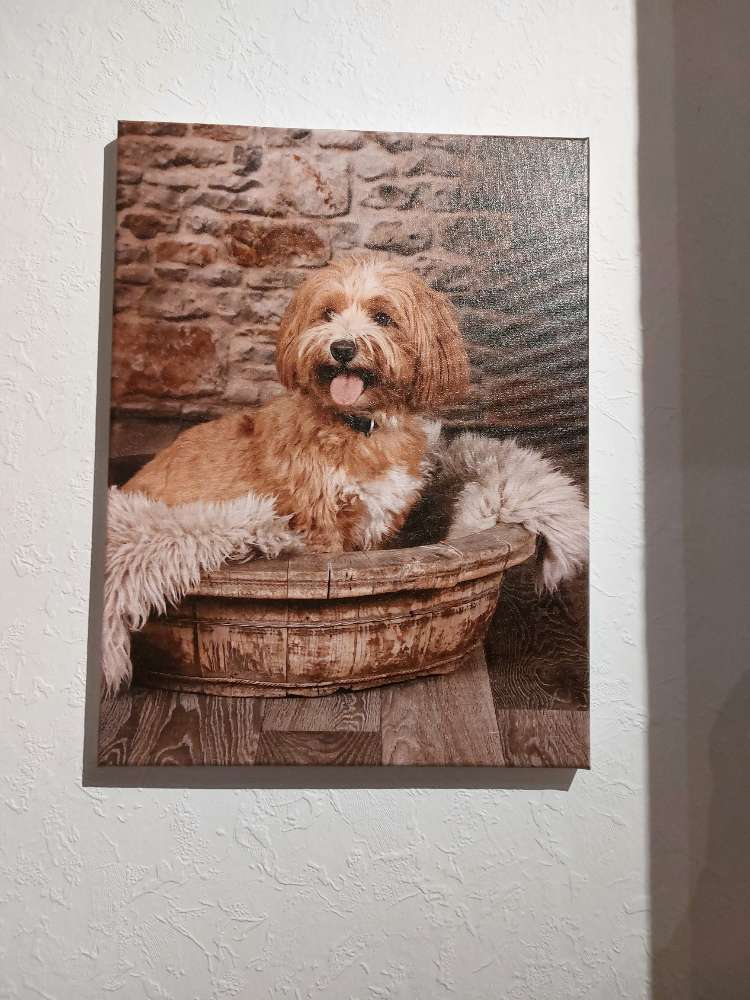 Hundetreffen-Kleine Freunde  finden zum toben-Profilbild
