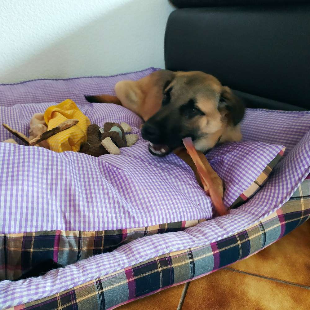 Hundetreffen-Junghund sucht Spielkameraden zum Toben-Profilbild