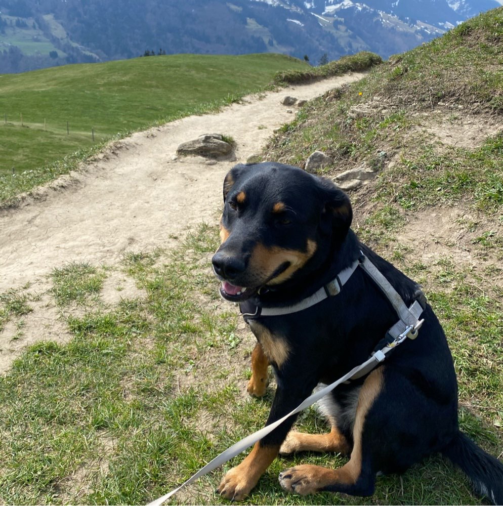 Hundetreffen-Nala freut sich über neue Spielkameraden (1 Jahr alt) mit-Profilbild