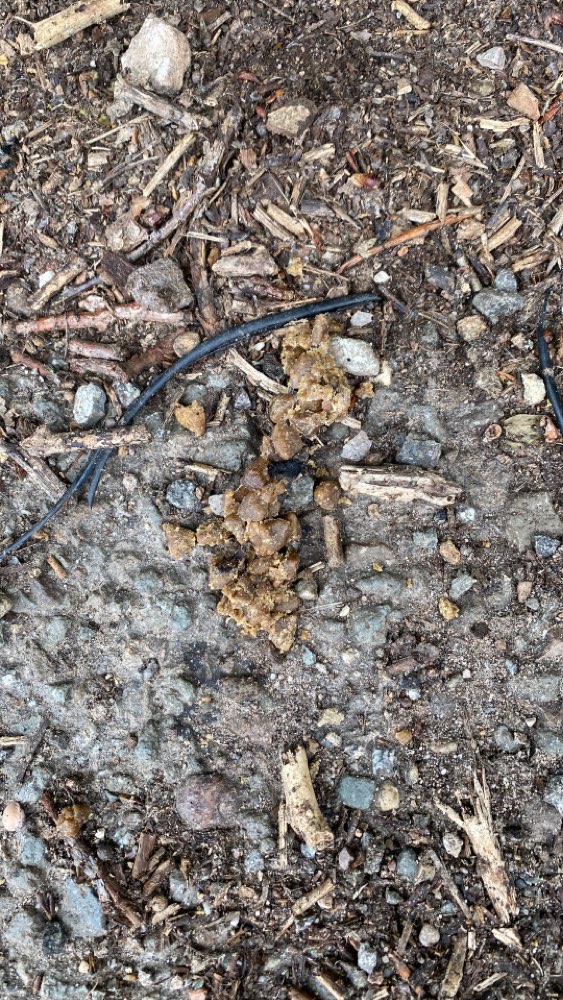 Giftköder-Ausgelegtes Trockenfutter-Profilbild