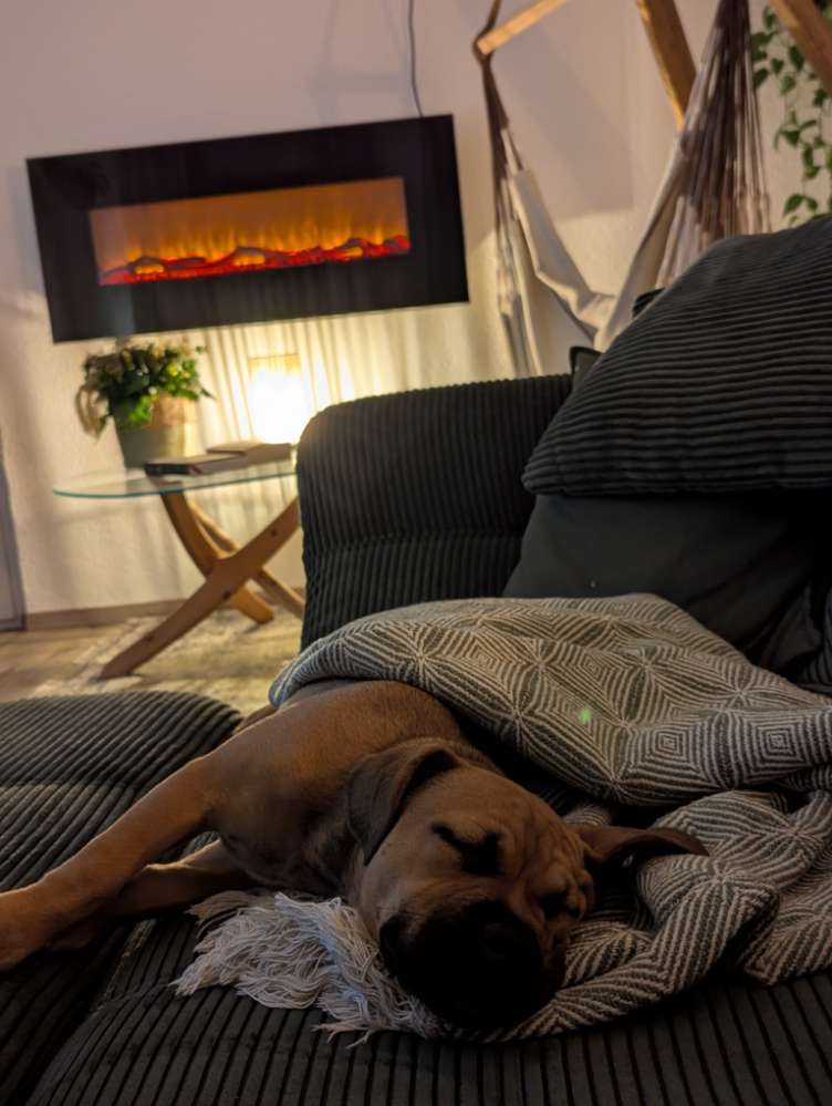 Hundetreffen-🐾 Junge Spielpartner für Molly in Hannover Waldheim gesucht-Profilbild