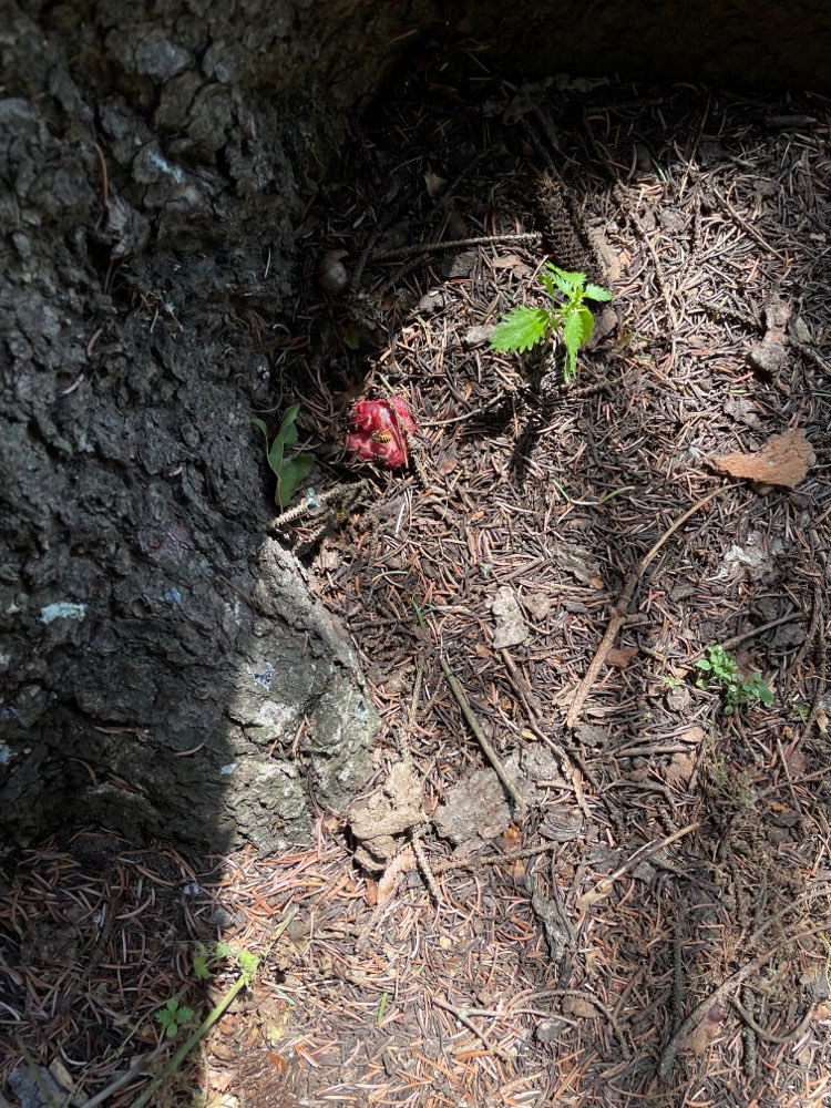 Giftköder-Fleischstücken mit Nadeln versehen-Profilbild
