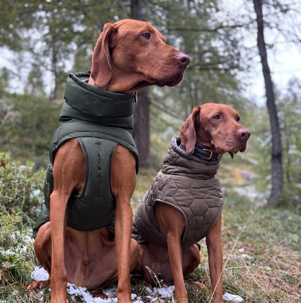 Hundetreffen-Qualitätszeit für Mensch und Hund-Profilbild