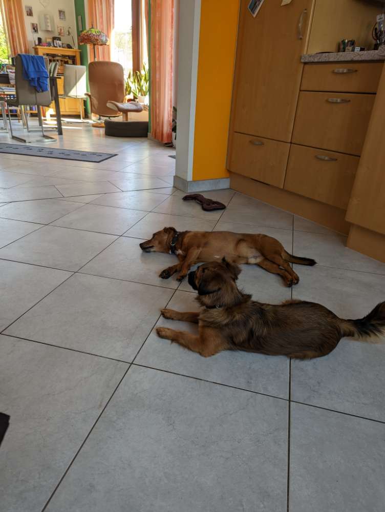 Hundetreffen-Badespass für Wasserratten am Friller See-Profilbild