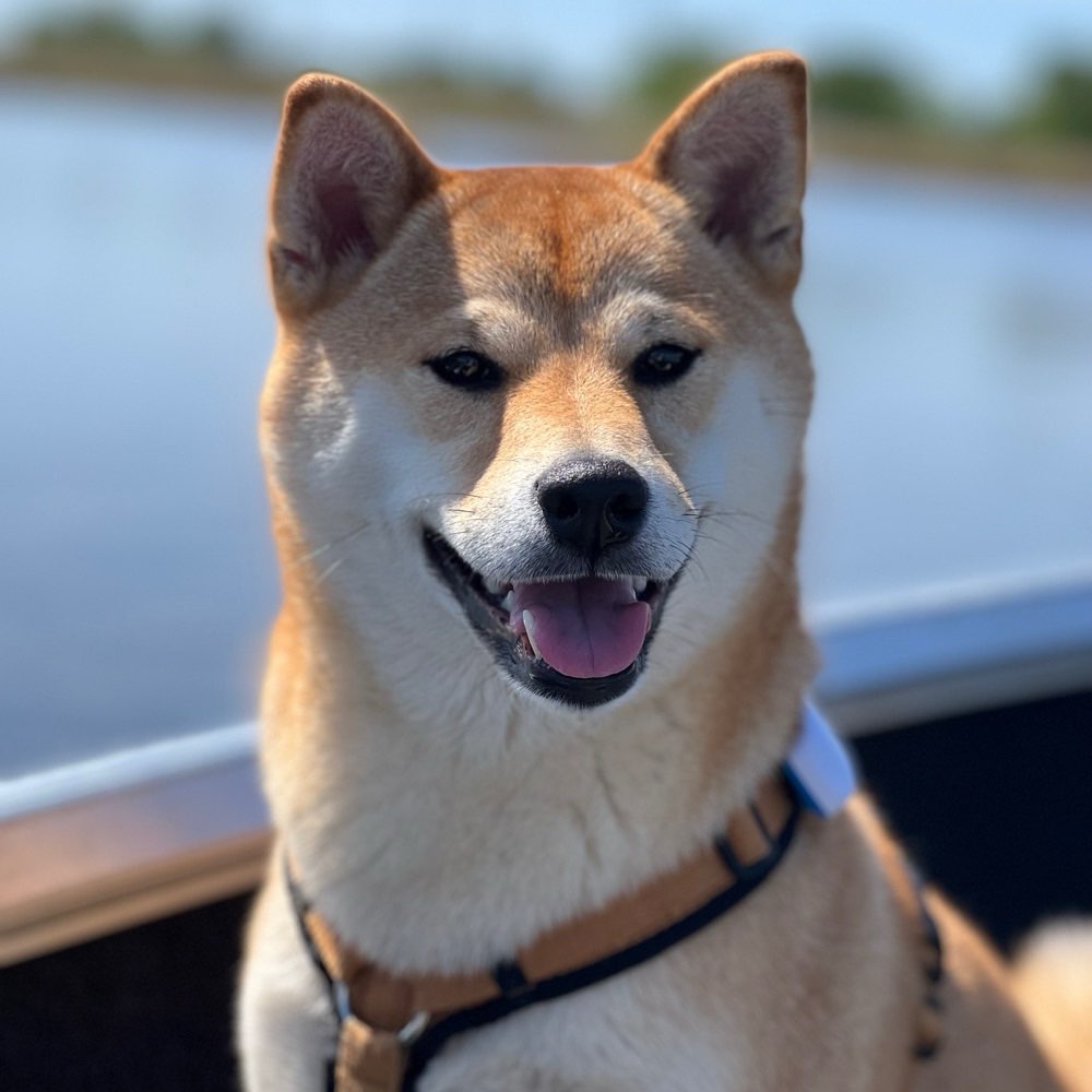 Hundetreffen-Spaziergang an der Leine-Profilbild