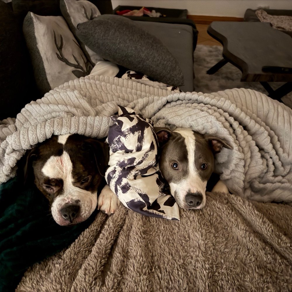 Hundetreffen-Spielpartner gesucht, gemeinsame Gassigänge-Profilbild