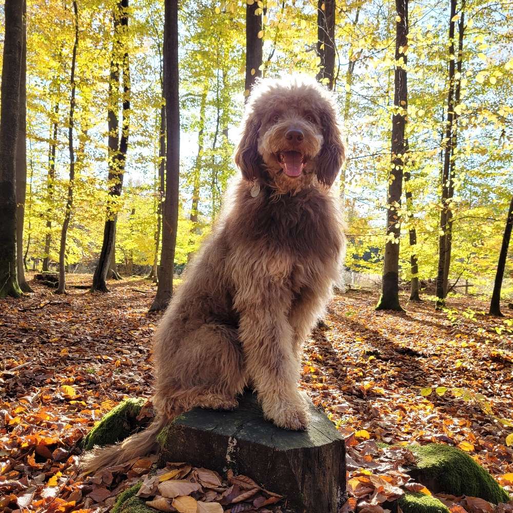 Hundetreffen-Hundetreffen / Social Walk-Profilbild