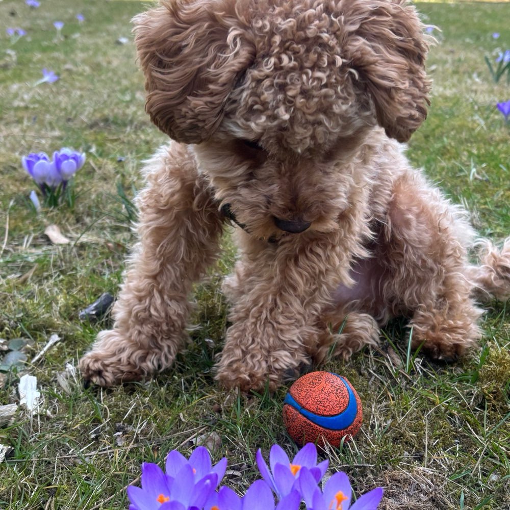 Hundetreffen-Gassirunden in Regensburg-Profilbild