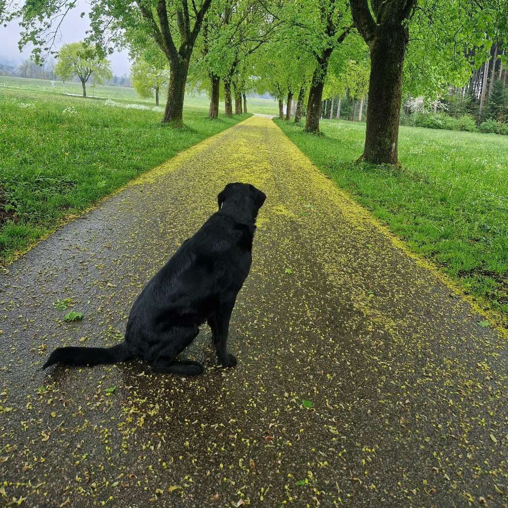 Hundetreffen-Gassirunde bei Frauenzell oder Leutkirch-Profilbild