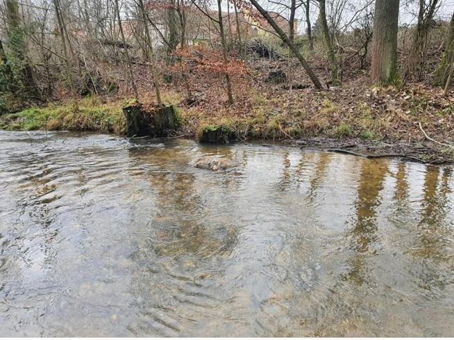 Giftköder-Totes Wildschwein-Profilbild
