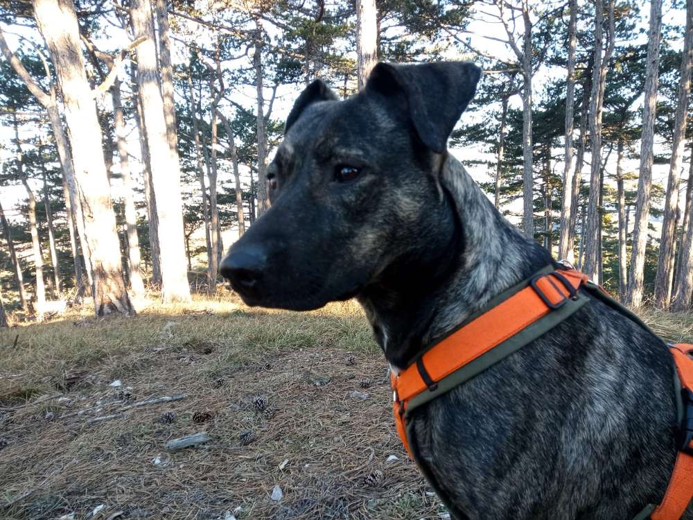 Hundetreffen-Gemeinsam spazieren gehen-Profilbild