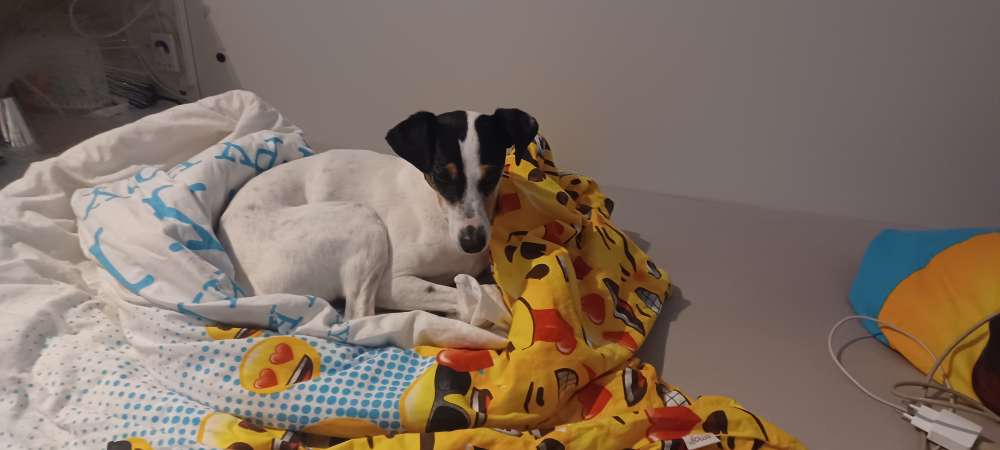 Hundetreffen-Gemeinsame Gänge Wildgatter, Wälder hier, Hohnsen, Osterberg z.B.-Profilbild