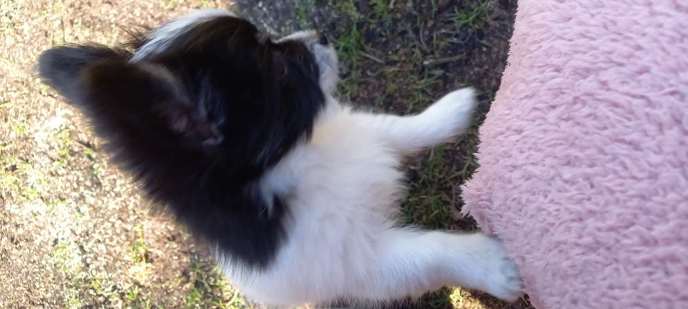 Hundetreffen-Chihuahuawelpe sucht kleine Spielfreunde-Profilbild