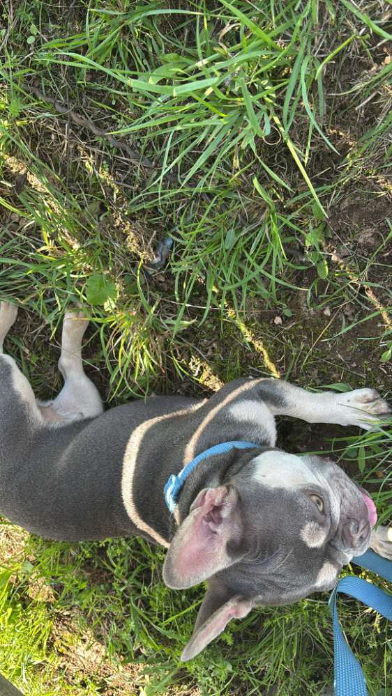 Hundetreffen-Social walk und Spieltreff-Profilbild