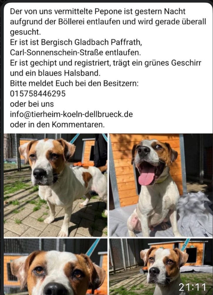 Suchmeldung-Pepone-Profilbild