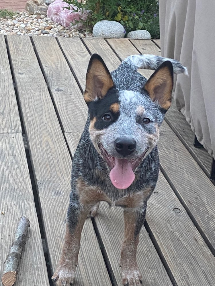 Hundetreffen-Gassi und Training-Profilbild