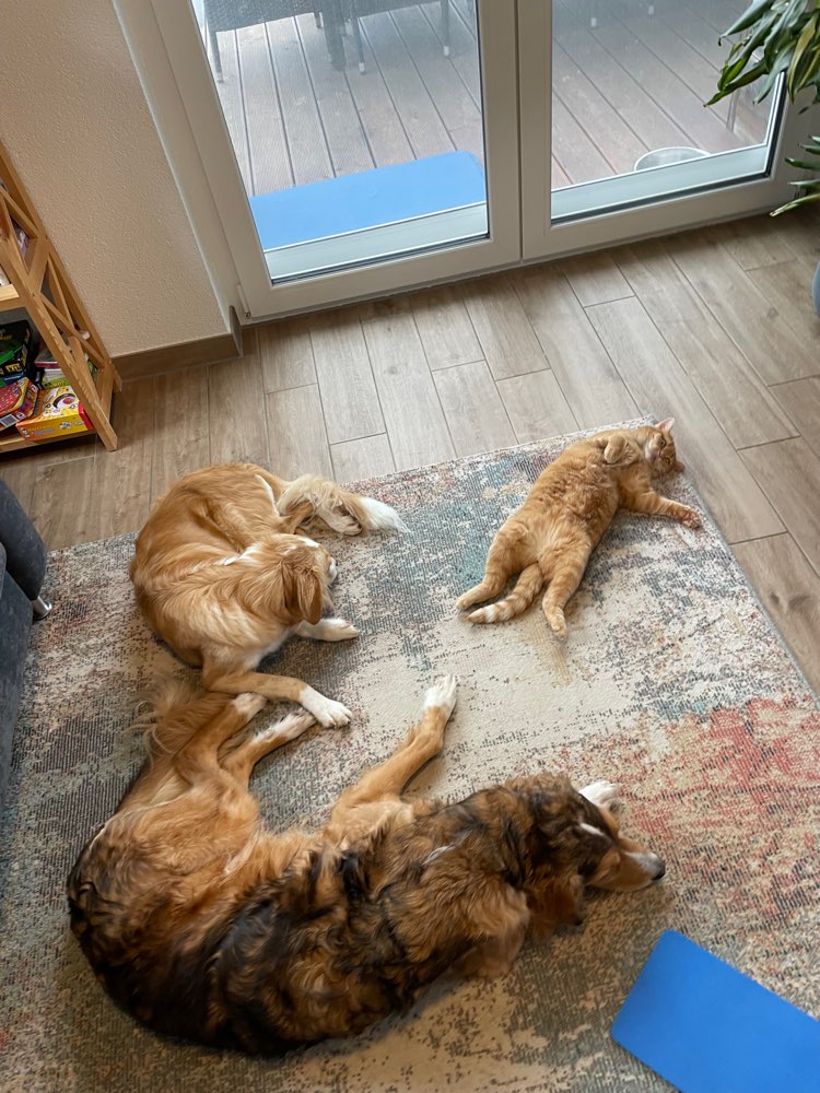 Hundetreffen-Suche Wochenende-/Urlaubs-Hundesitter, gerne auch wechselseitig mit anderem Hund-Profilbild