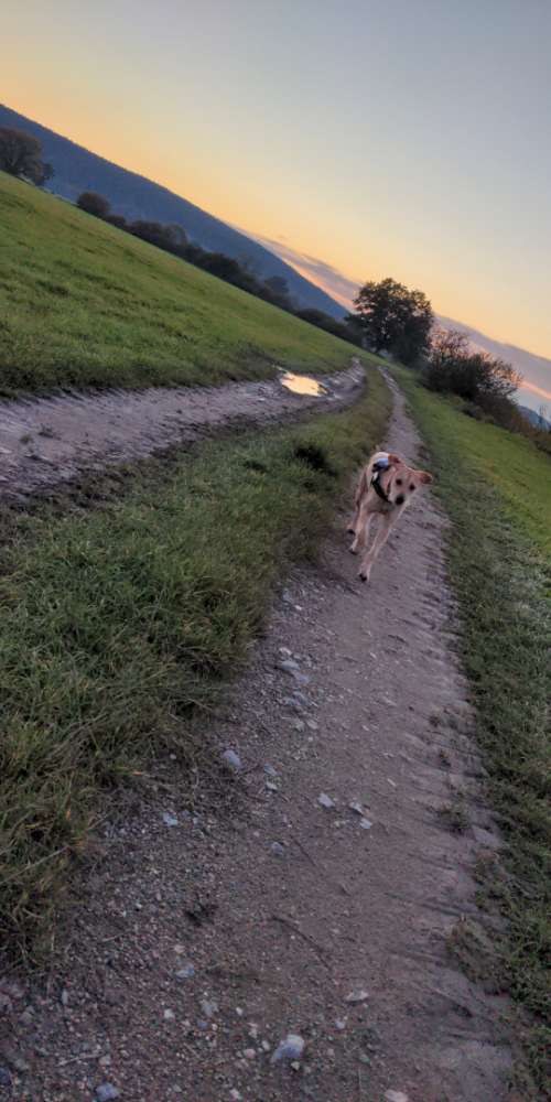 Hundetreffen-Gassirunde 🥰-Profilbild