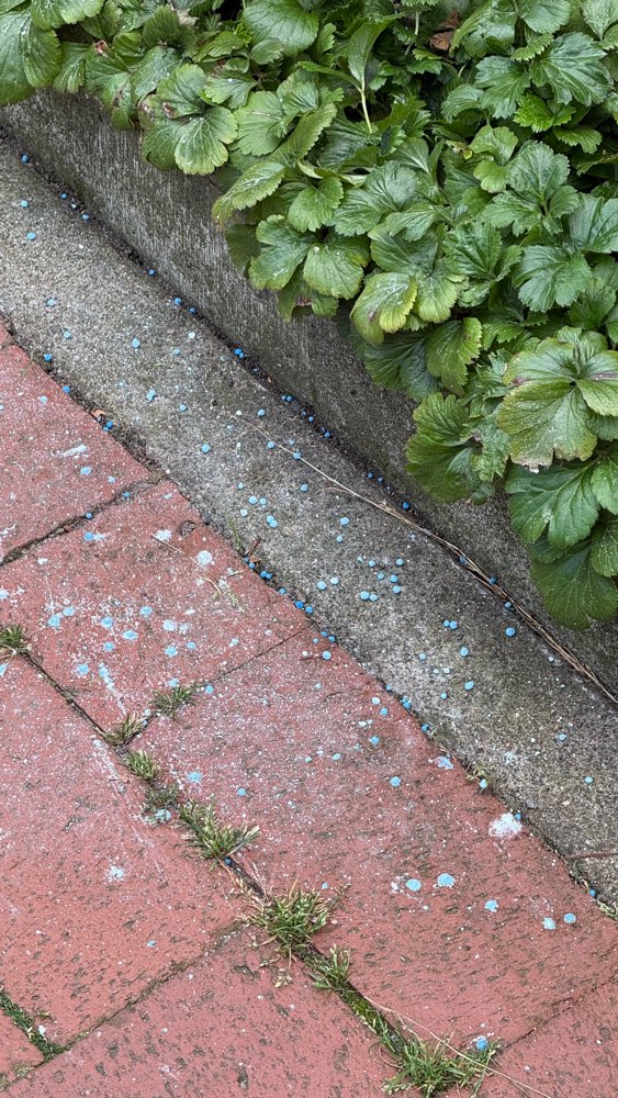 Giftköder-Blaue Kügelchen ggf Schneckenkorn-Profilbild