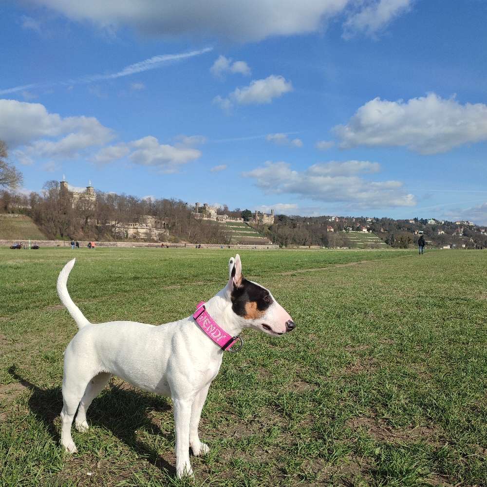 Hundetreffen-Viele verschiedene Sozialkontakte im Raum Sachsen.Bitte nur sozialisiert.-Profilbild