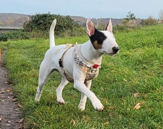 Hundetreffen-Toben an den Elbwiesen 🤠-Profilbild