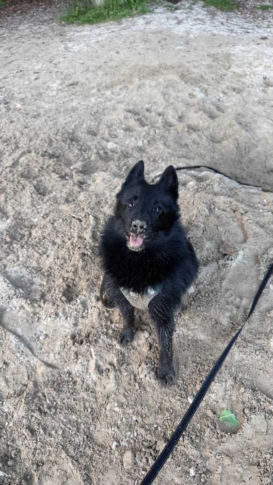 Hundetreffen-Spaziergang/Spieldate in Bremgarten/Wohlen-Profilbild