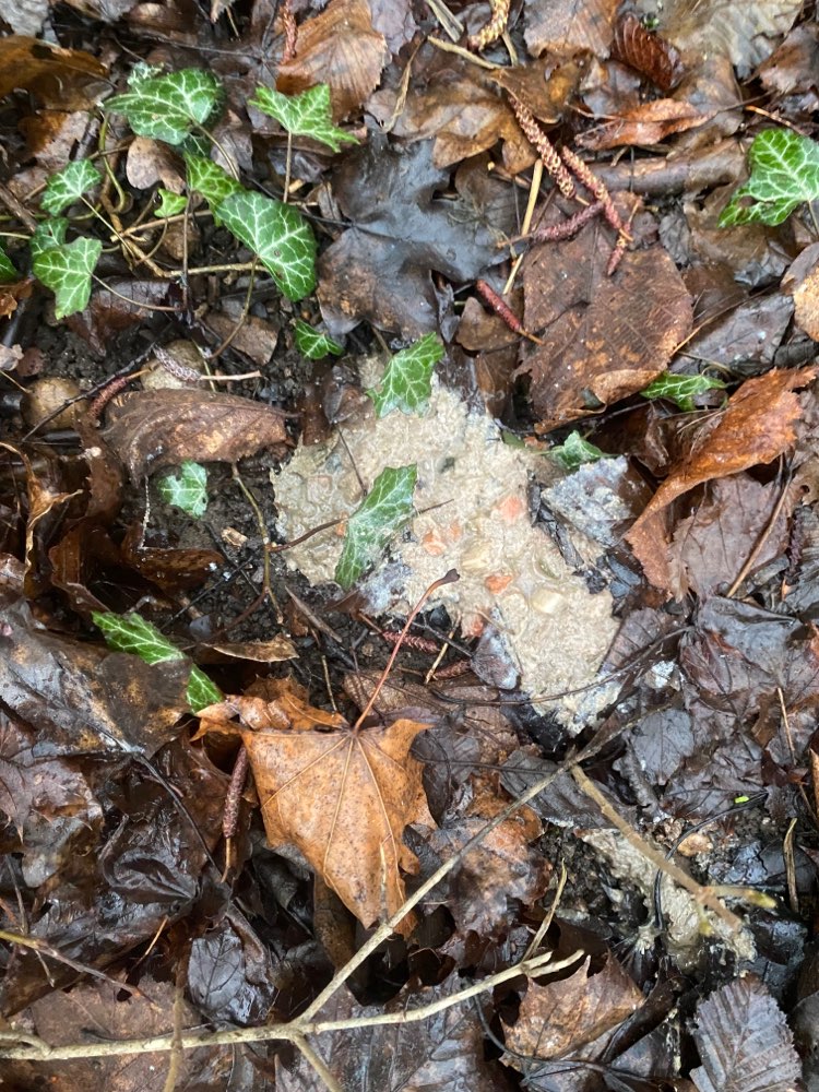 Giftköder-Rattengift-Profilbild