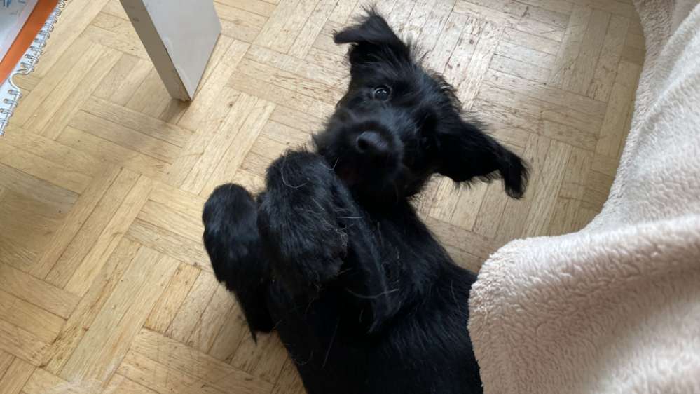 Hundetreffen-Spielpartner/Trainigspatner/Spielgruppe gesucht-Profilbild