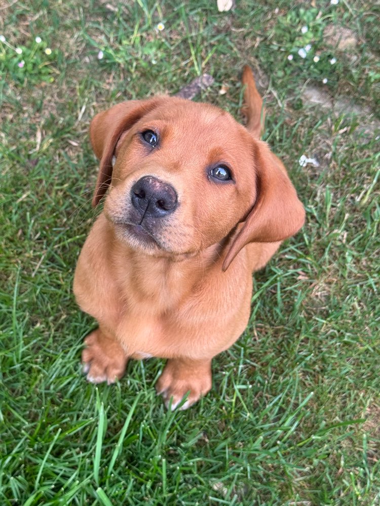 Hundetreffen-Welpentreffen Geltendorf-Profilbild