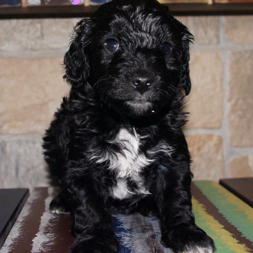 Hundetreffen-Welpentreff für kleine Hunde-Profilbild