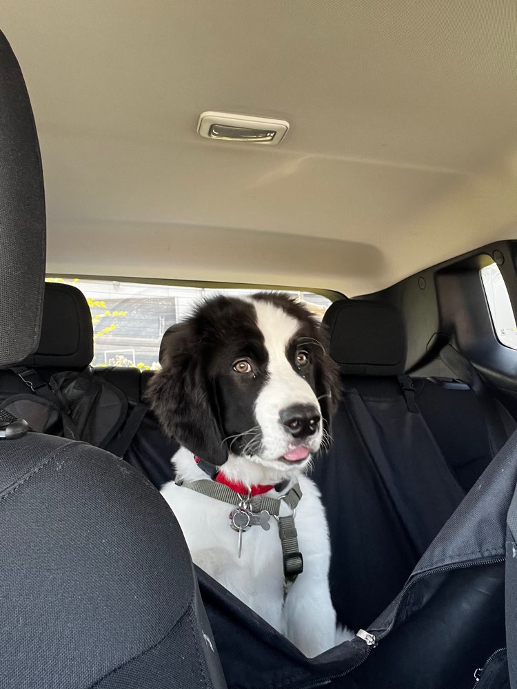 Hundetreffen-Suche Große Spielkameraden!-Profilbild