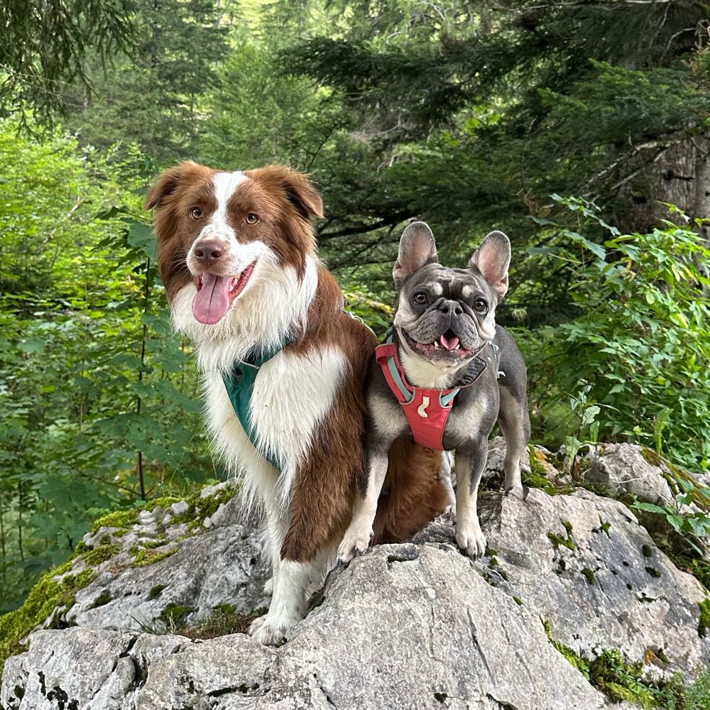 Hundetreffen-Neue Hundefreunde für Walkis - Spiel & Spaß gesucht-Profilbild